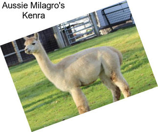 Aussie Milagro\'s Kenra