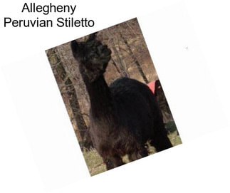 Allegheny Peruvian Stiletto