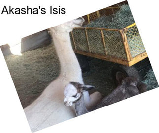 Akasha\'s Isis
