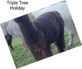 Triple Tree Holiday