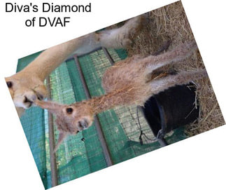 Diva\'s Diamond of DVAF