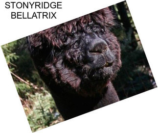 STONYRIDGE BELLATRIX