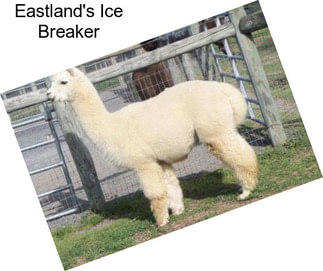 Eastland\'s Ice Breaker