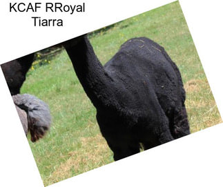 KCAF RRoyal Tiarra