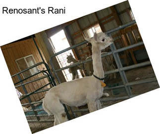 Renosant\'s Rani