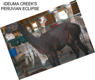 IDEUMA CREEK\'S PERUVIAN ECLIPSE