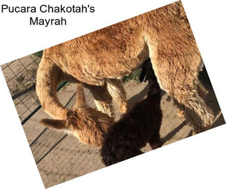 Pucara Chakotah\'s Mayrah