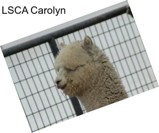 LSCA Carolyn