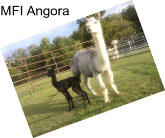 MFI Angora