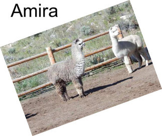 Amira