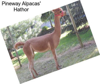 Pineway Alpacas\' Hathor