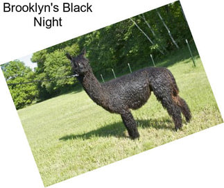 Brooklyn\'s Black Night