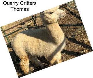 Quarry Critters Thomas