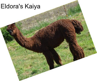 Eldora\'s Kaiya