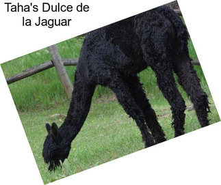 Taha\'s Dulce de la Jaguar