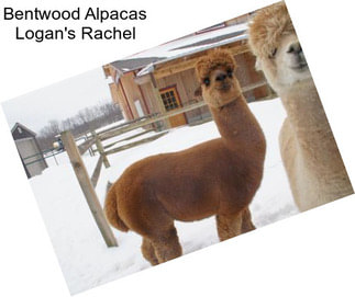 Bentwood Alpacas Logan\'s Rachel