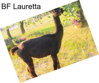 BF Lauretta