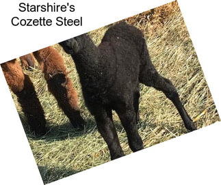 Starshire\'s Cozette Steel