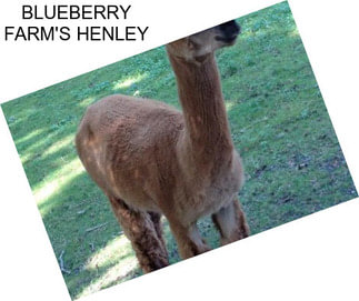 BLUEBERRY FARM\'S HENLEY