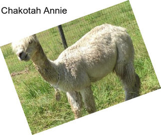 Chakotah Annie