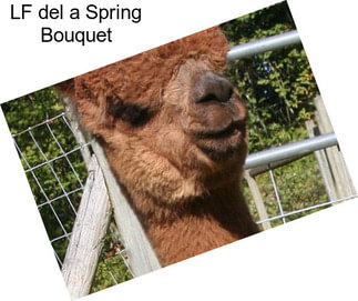 LF del a Spring Bouquet