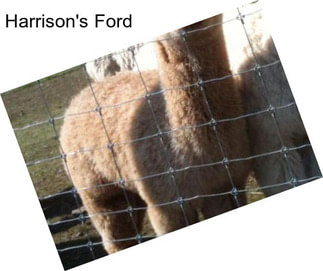 Harrison\'s Ford