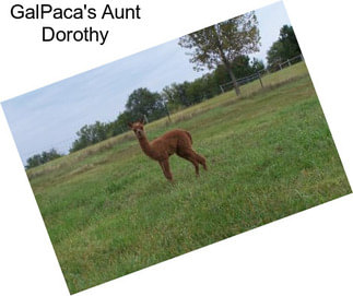 GalPaca\'s Aunt Dorothy