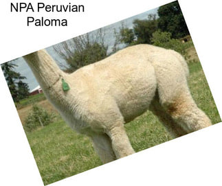 NPA Peruvian Paloma