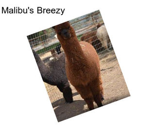 Malibu\'s Breezy