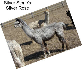 Silver Stone\'s Silver Rose