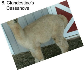 8. Clandestine\'s Cassanova