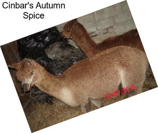 Cinbar\'s Autumn Spice