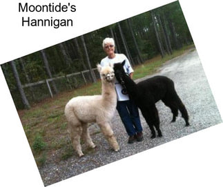 Moontide\'s Hannigan