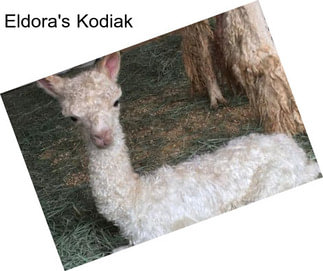 Eldora\'s Kodiak