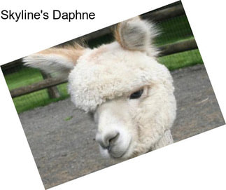 Skyline\'s Daphne