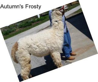 Autumn\'s Frosty