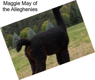 Maggie May of the Alleghenies