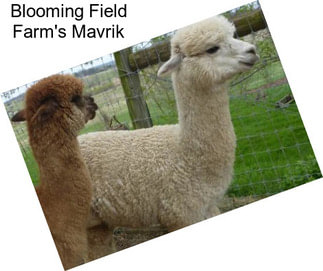 Blooming Field Farm\'s Mavrik