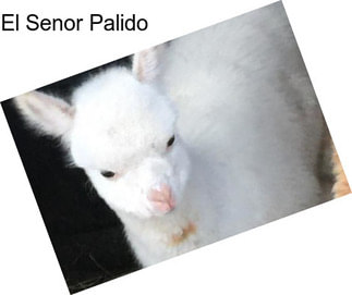 El Senor Palido