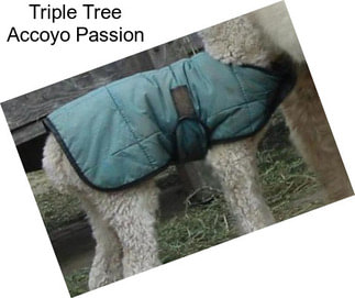 Triple Tree Accoyo Passion