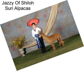 Jazzy Of Shiloh Suri Alpacas