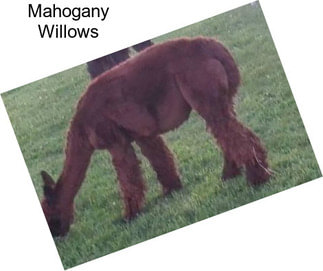 Mahogany Willows