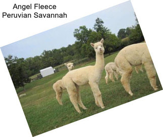 Angel Fleece Peruvian Savannah
