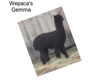 Wepaca\'s Gemma