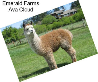 Emerald Farms Ava Cloud