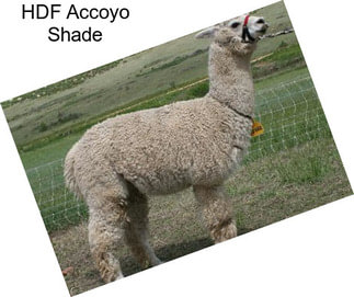 HDF Accoyo Shade