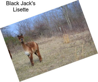 Black Jack\'s Lisette