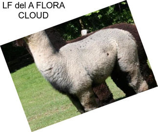 LF del A FLORA CLOUD