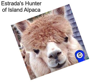 Estrada\'s Hunter of Island Alpaca