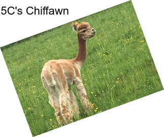 5C\'s Chiffawn